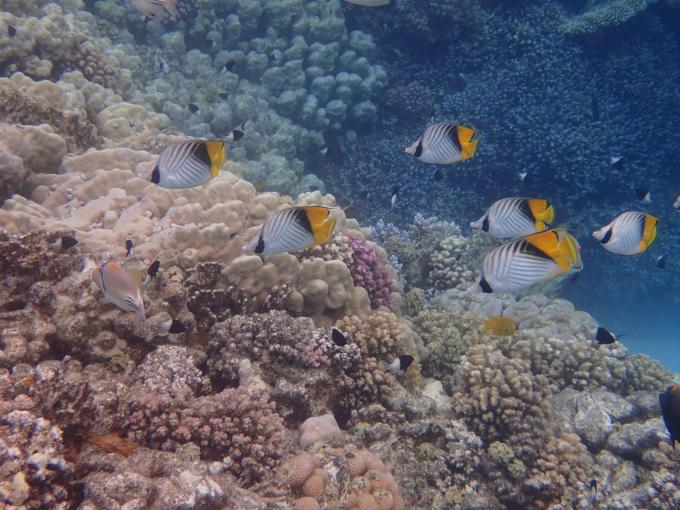 Marsa Alam - Abu Dabbab